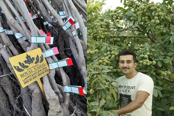 نهال گردویی که با ۸ تن باردهی در هکتار رکورد باردهی را شکست!