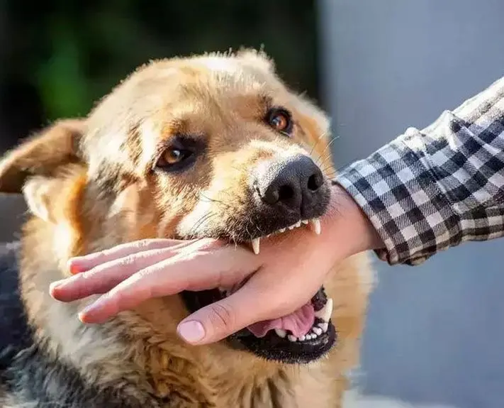 سگ‌ها در صدر جدول گزش؛ هشدار درباره بیماری مرگبار هاری