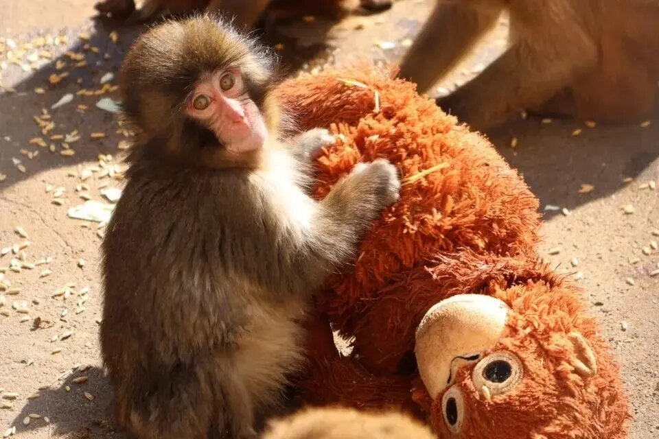 ببینید | میمون یتیم بالاخره مادر پیدا کرد