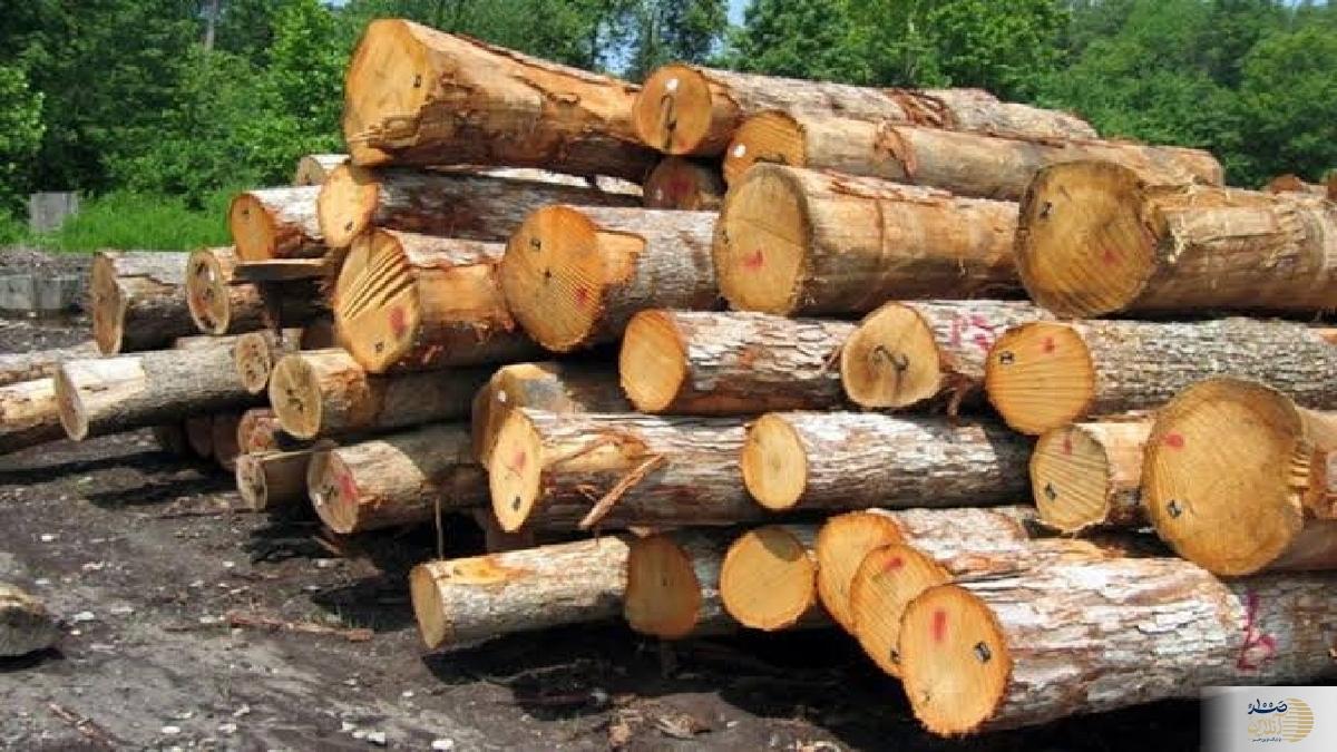 کارخانه چوب‌بری غیرمجاز در دل جنگل!/ کشف ۷ هزار مترمکعب چوب قاچاق