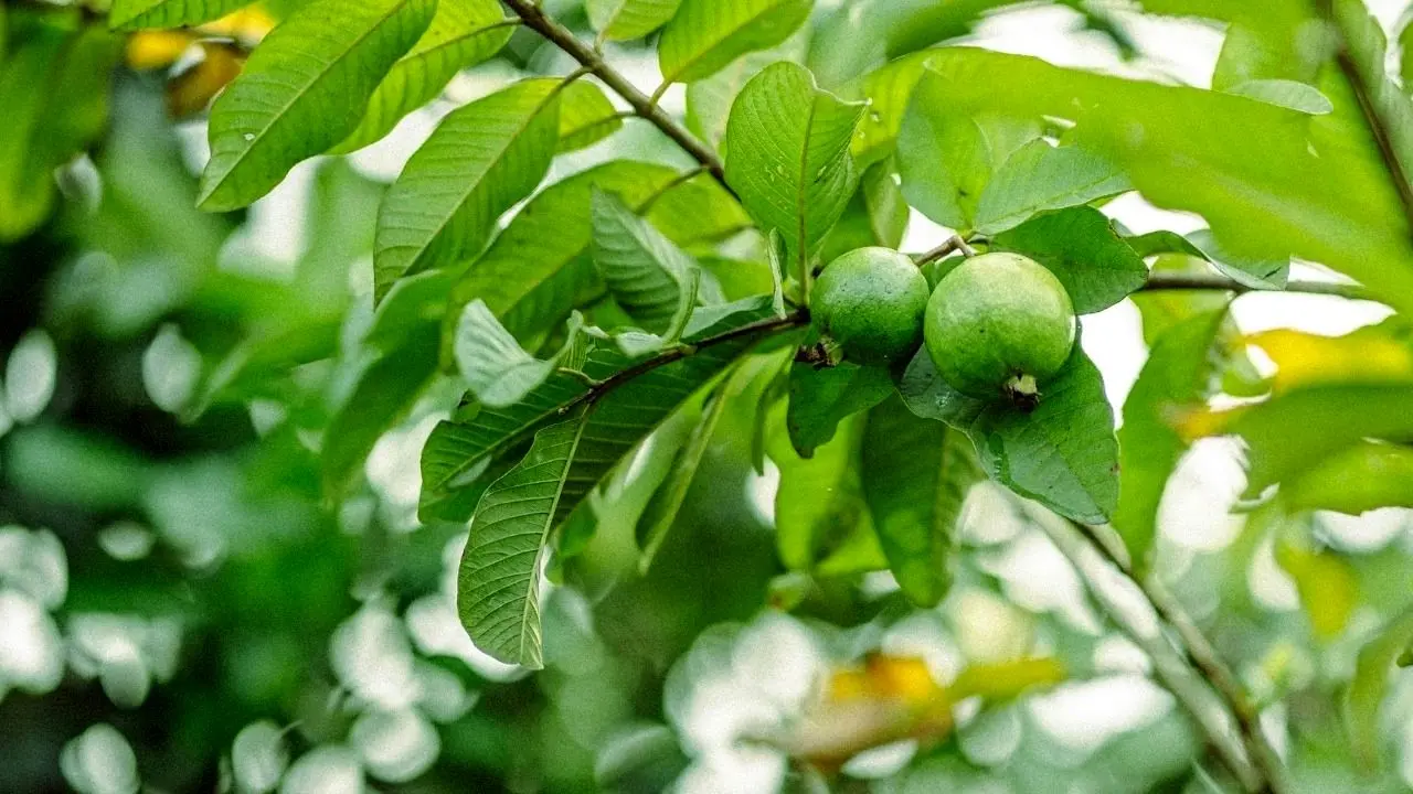 دمنوش برگ گواوا و لاغری: آیا این داروی سنتی واقعاً مؤثر است؟