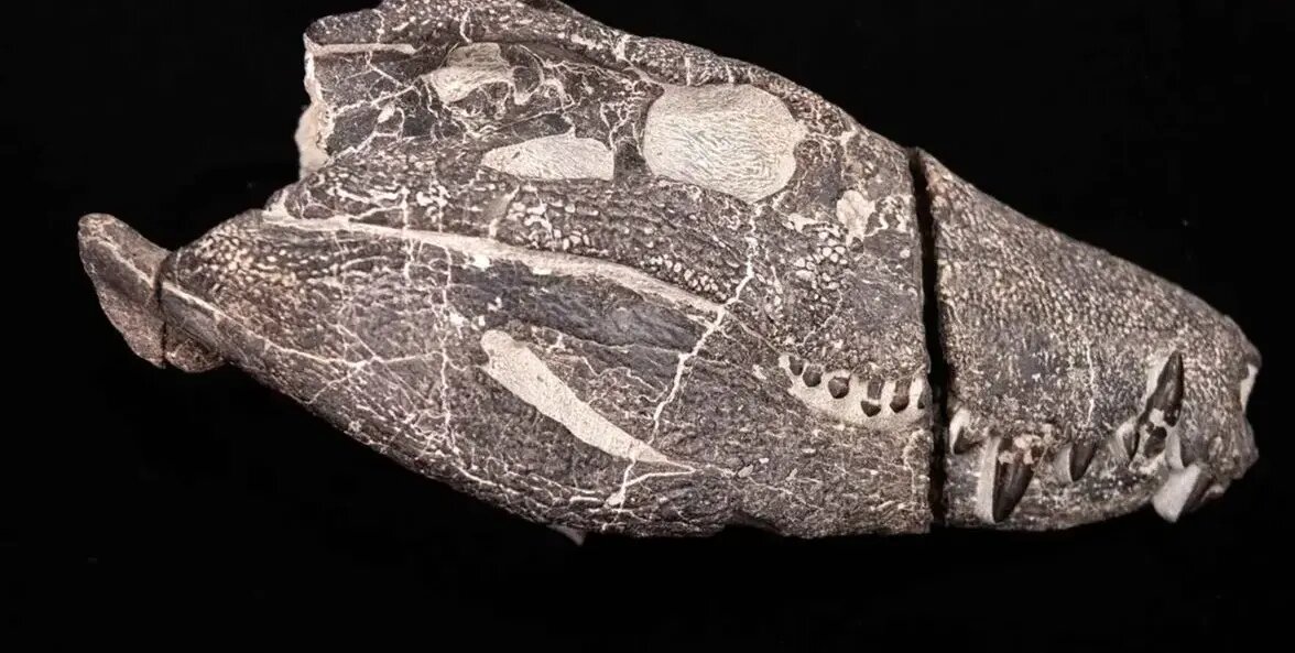 بیرون آمدن هیولای ۷۰ میلیون ساله از دل سنگ | عکس