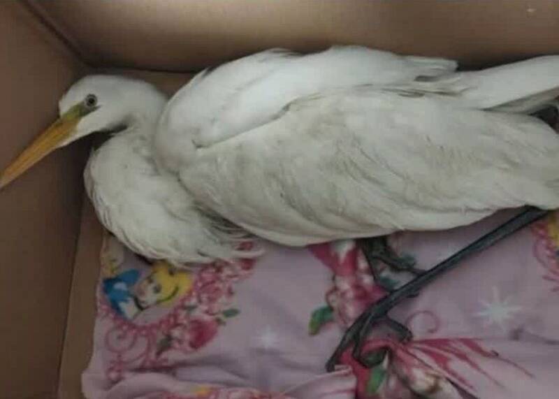 واکنش محیط‌ زیست استان تهران به ادعای انتقال لک‌ لک‌ ها به شهرری