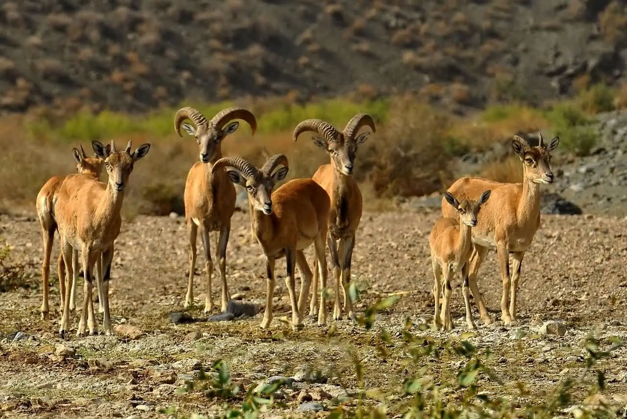 ماجرای تصاویر منتشر شده از شکار در لارستان چه بود؟