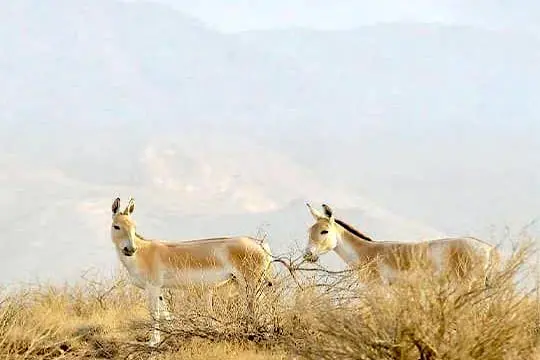 حمایت از زیست‌بوم گور ایرانی با ارسال ششمین محموله علوفه