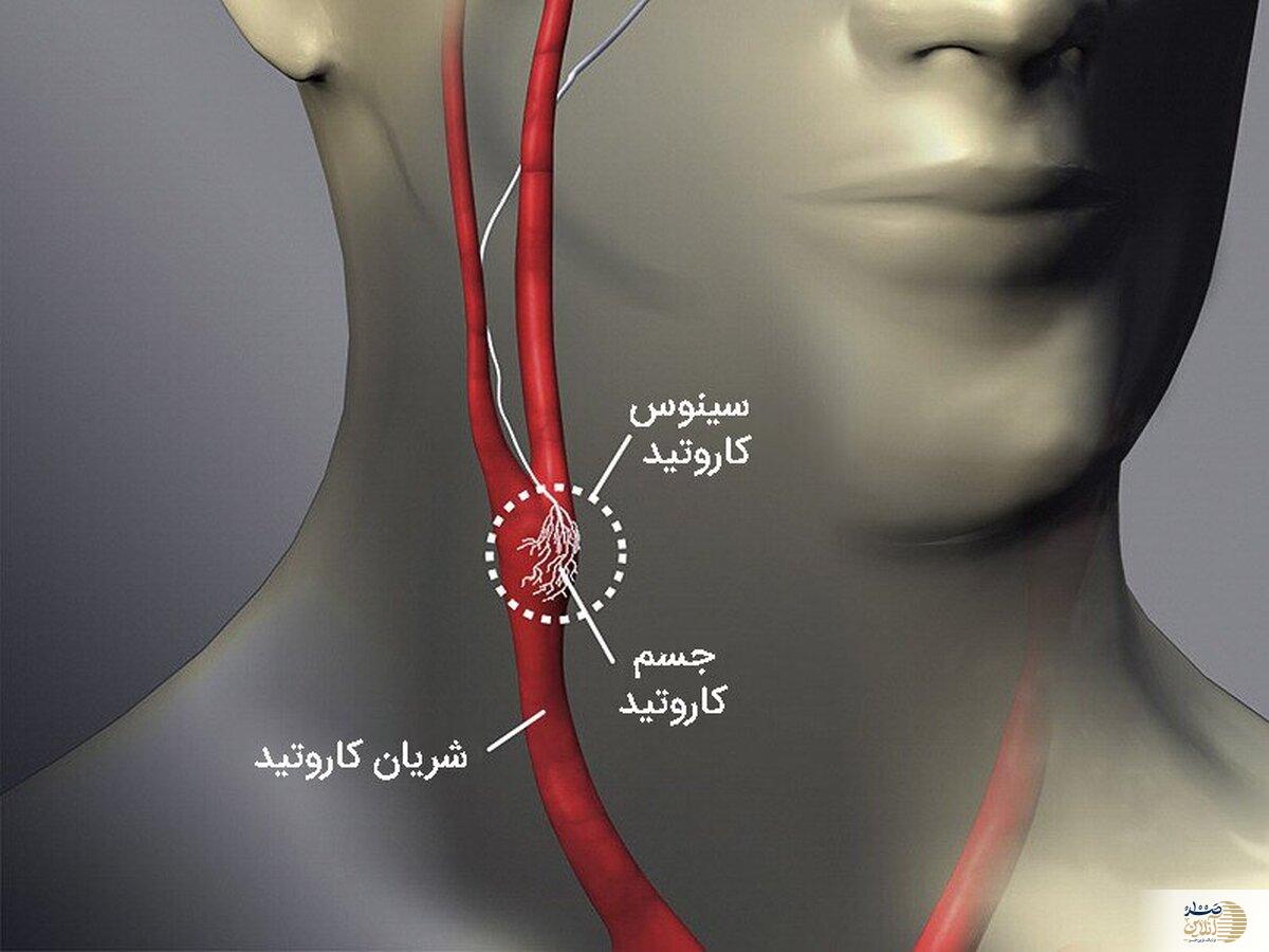 فشار خون بدن شما به این عضو کوچک ربط دارد