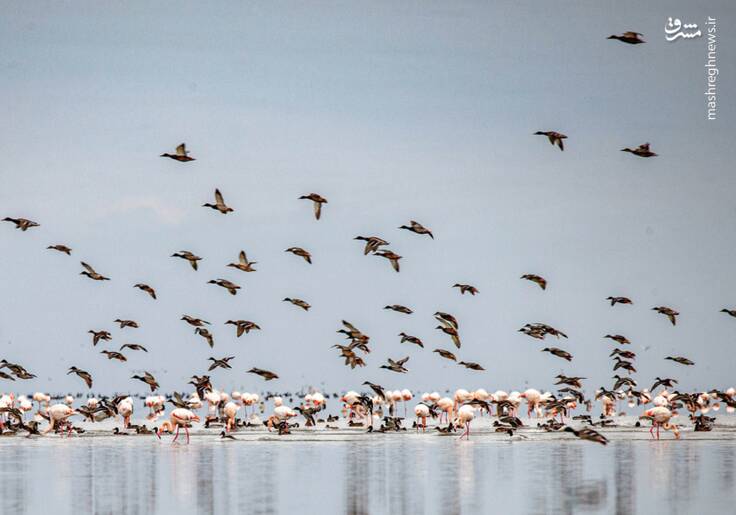 عکس/ پرواز پرندگان مهاجر در تالاب میانکاله و خلیج گرگان