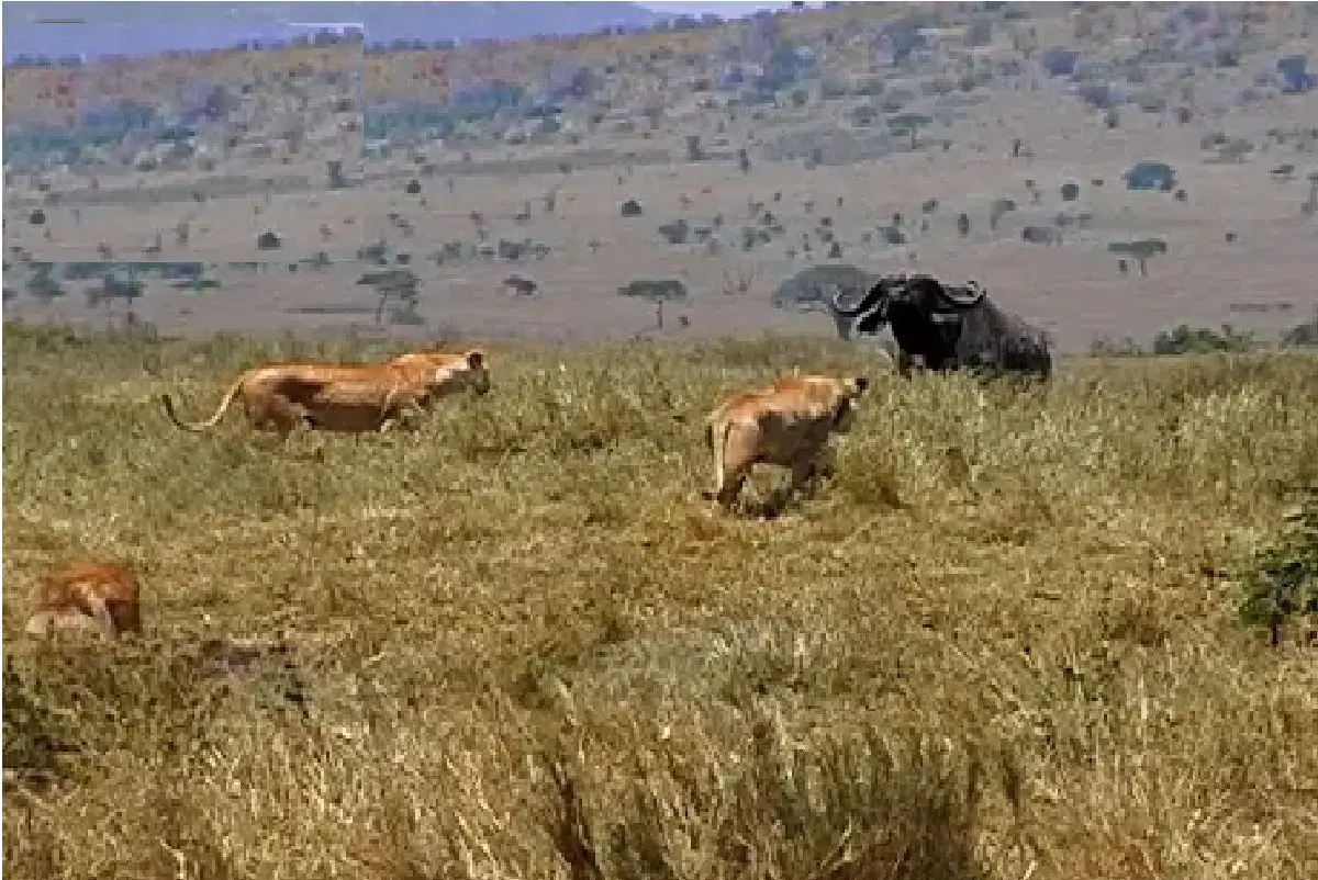 حیات وحش بی رحم؛ تلاش مصرانه شیر برای شکار کل یالدار رمیده