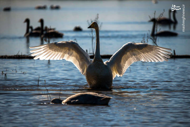 عکس/ قوهای مهاجر در تالاب سرخرود