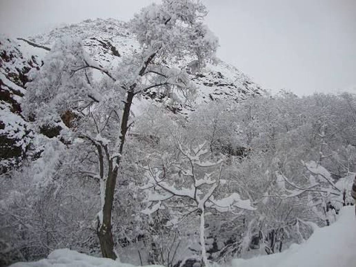 در درکه چه خبر است؟ از نجف دریابندری تا احمد محمود