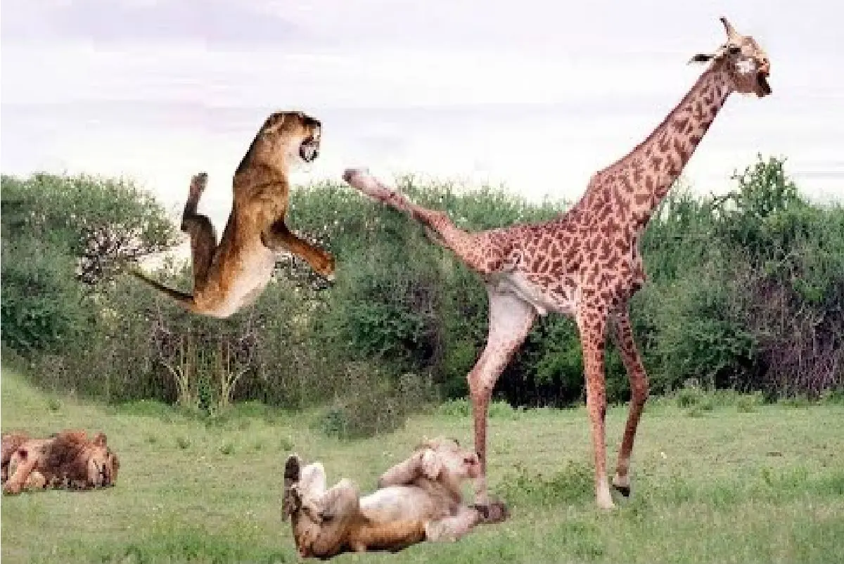 مستند حیات وحش؛ شیر ندانست زرافه جنگجو است ناکار گشت